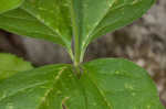 Fourleaf milkweed